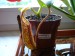 Nepenthes spectabilis.jpg