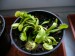 Dionaea muscipula.jpg